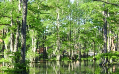 Exploring the Charms of Slidell, Louisiana: A Hidden Gem Near Lake Pontchartrain