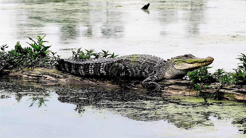 bayou slidell louisiana alligator